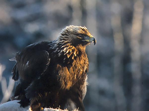 Maakotka, Golden Eagle, Aquila chrysaetos